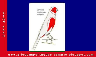Standard do Arlequim Português (Desenho)  Arlequim Portugues Mundo dos Canarios